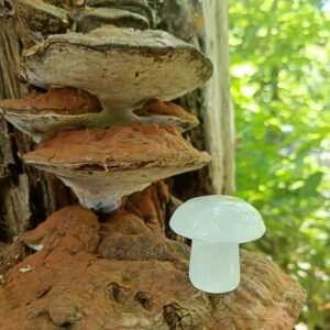 Seleniet (paddenstoel)